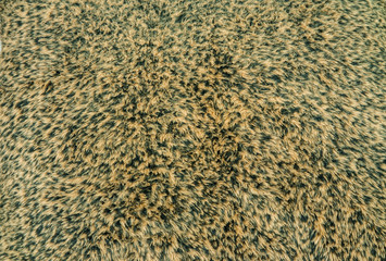 leopard skin texture background