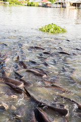 catfish in the river, Thailand