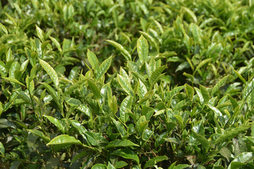Tea Gardens in India