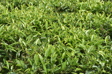 Tea Gardens in India