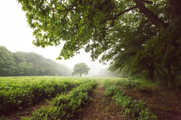 안개낀  녹차밭