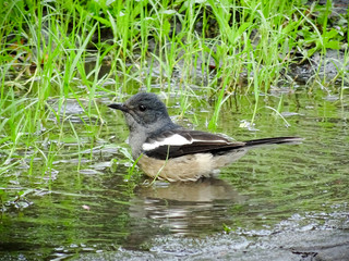 Bird in the grassfild