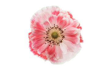 poppy flower