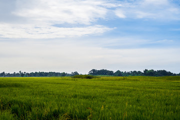 Morning on spring field