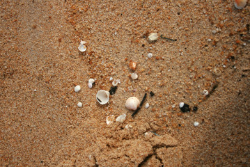 Sea shells