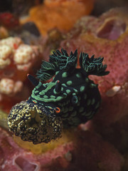 Polycerid Nudibranch (Nembrotha cristata)