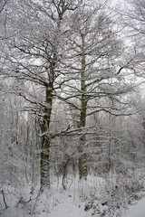 Winter im Wald