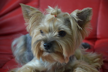 Picture of a beautiful purebred dog breed Yorkshire Terrier