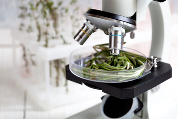 test herbs samples on microscope in laboratory