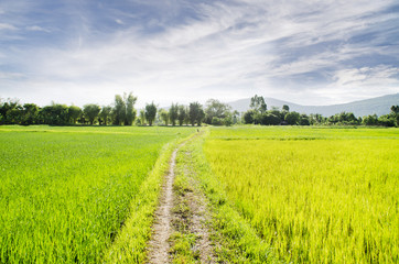 Fototapeta na wymiar landscape with green grass,