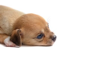 Sleeping chihuahua puppies on white background