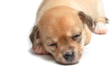 Sleeping chihuahua puppies on white background