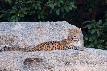 Leopards of India