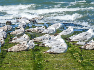 mouettes au bord de mer