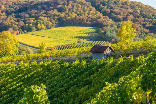 Herbstliche Weinberge