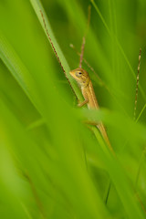 Young agama lizard sit on the small plant stem.
