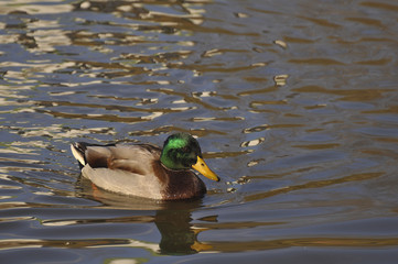 Obraz premium Утки на пруду в солнечную погоду 