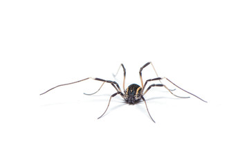 Opiliones spider isolated on the white background.