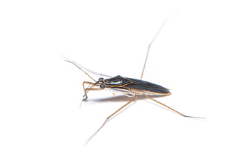 Gerridae bug isolated on the white background.