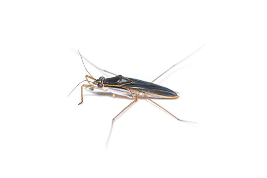 Gerridae bug isolated on the white background.