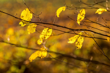 Fototapeta na wymiar Detail of autumnal beech leaves on blurred background
