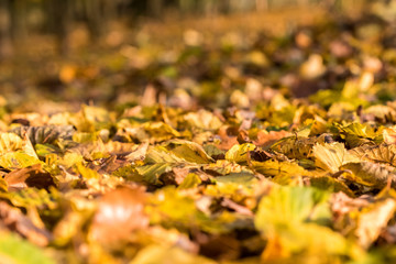 Detail of colorful fallen beech leaves