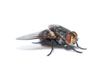 The housefly on the white background.