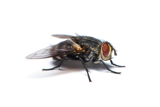 The housefly on the white background.
