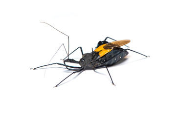 Genus sycanus bug