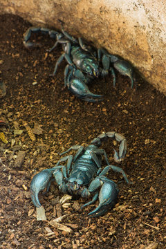 Giant forest scorpions.