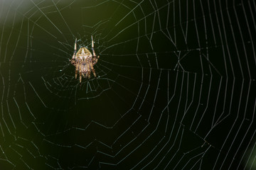 Parawixia spider sit on the web.