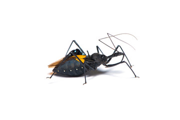 Genus sycanus bug