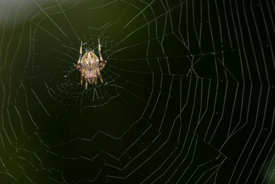 Parawixia spider sit on the web.