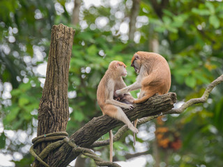 Family-Hussar monkeys sitting high on a snag on a background of green wood at the Singapore Zoo