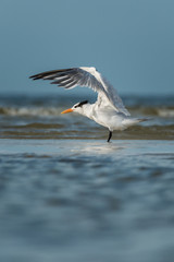 Royal tern (Thalasseus maximus).