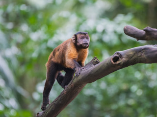 Fototapeta premium Golden-bellied capuchin rises on a log in the Singapore zoo