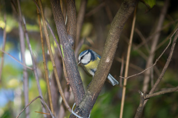 great tit, blue tit resting on branch among the trees