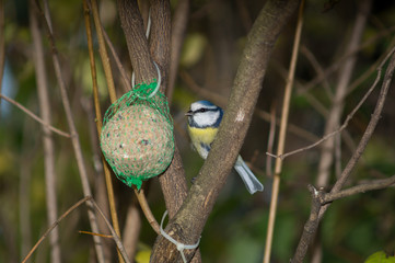 great tit, blue tit eats fat ball at the manger in the branches of trees
