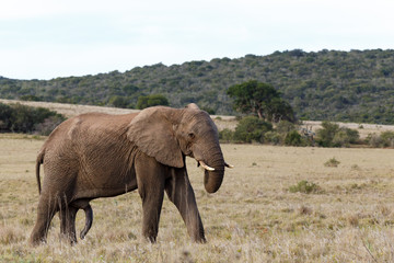 Fototapeta na wymiar Bush Elephant standing and posing