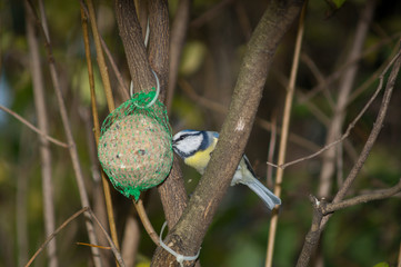 great tit, blue tit eats fat ball at the manger in the branches of trees
