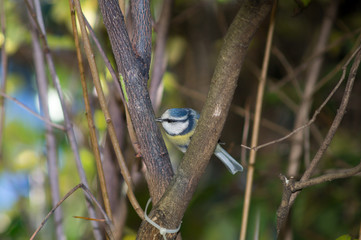 great tit, blue tit resting on branch among the trees