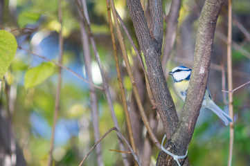 great tit, blue tit resting on branch among the trees