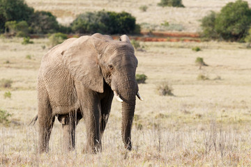 Obraz premium Bush Elephant stojący spokojnie w wysokiej trawie