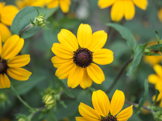 Yellow daisy flower closeup
