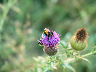 Close-up bumblebee on a thistle flower.