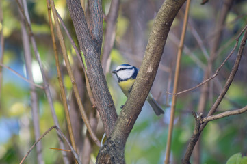 great tit, blue tit eats fat ball at the manger in the branches of trees