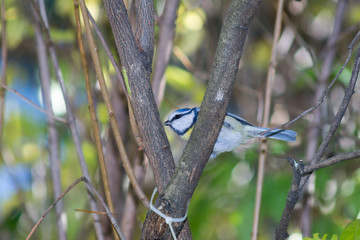 great tit, blue tit resting on branch among the trees