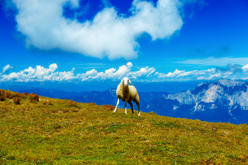 Obraz na płótnie Canvas Mountain alpine pastures in the Slovenian. Sheep in the mountains.