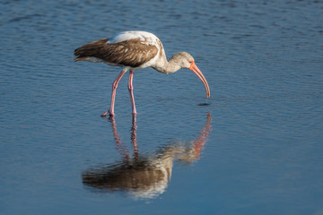 Young American white ibis (Eudocimus albus).