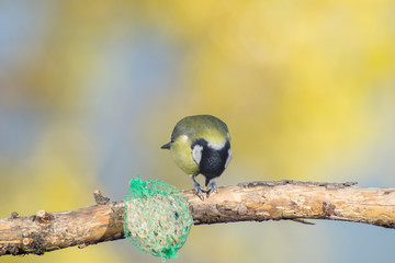 great tit, blue tit eats fat ball at the manger in the branches of trees